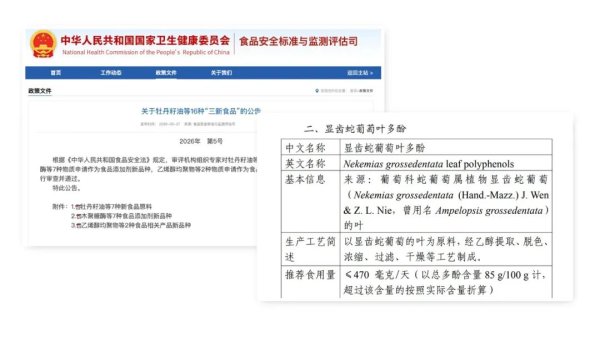 自研原料藤茶多酚获批，“黄酮之王”开启营养健康食品产业新篇章